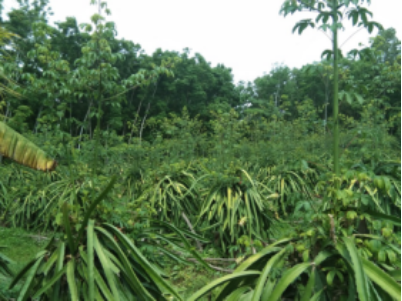 Kebun Buah Naga